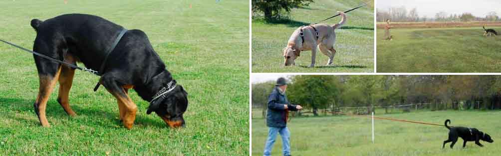 Dog tracking best sale for beginners